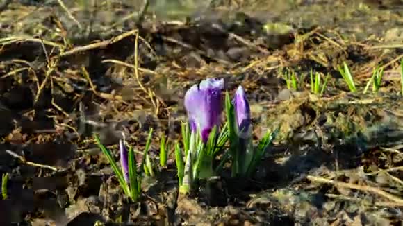 花儿在春天开时间流逝视频的预览图