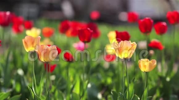 红色郁金香生长在绿色的花园里视频的预览图