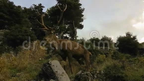希腊帕尼塔山上的雄鹿肖像视频的预览图
