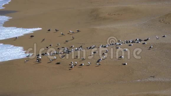 海鸥成群结队地坐在沙滩上的海浪中视频的预览图