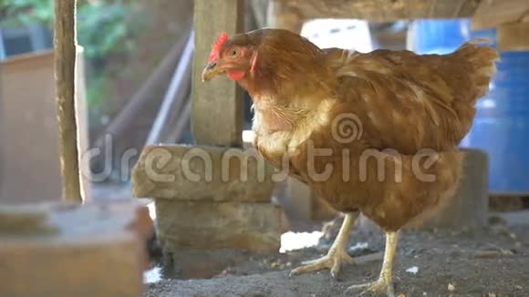 红发养鸡场宠物慢动作视频视频的预览图