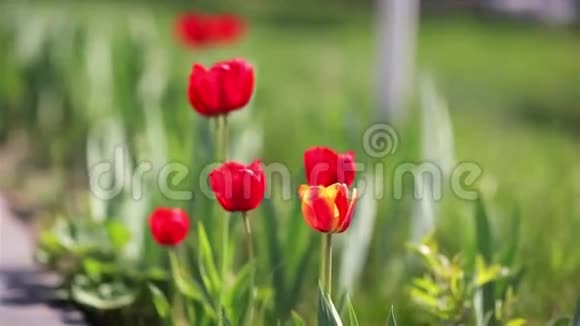红色郁金香生长在绿色的花园里视频的预览图
