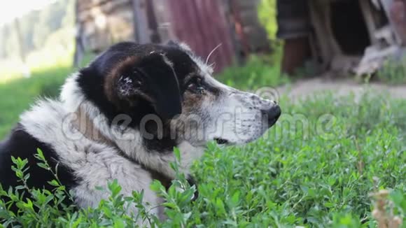 一只老狗被咬的苍蝇和烂耳朵正靠在院子里的链子上视频的预览图