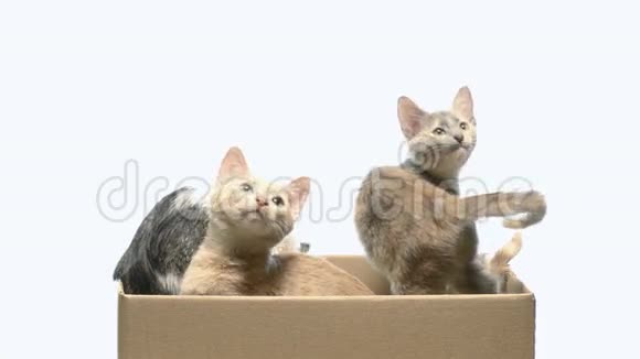 几只小猫在盒子里玩视频的预览图