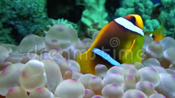红海热带珊瑚礁上美丽的海葵视频的预览图