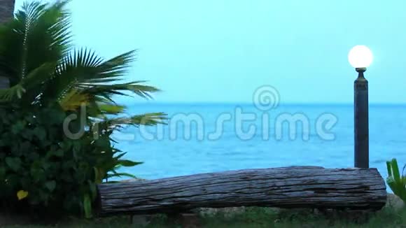 棕榈树的枝条在微风中摇曳视频的预览图