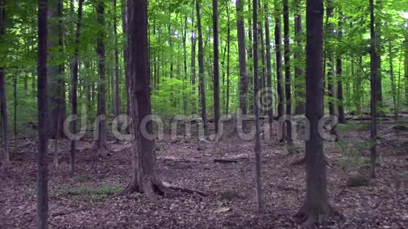 夏日的一片野生森林视频的预览图