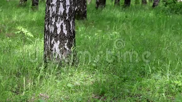 白桦林的背景视频的预览图