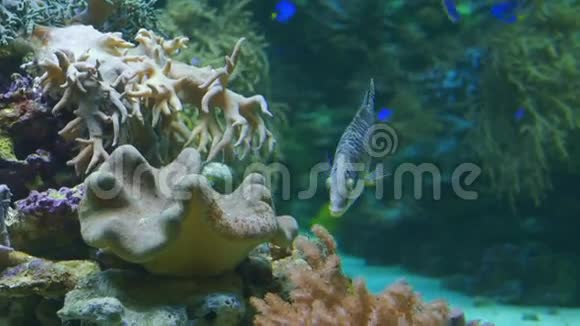 热带鱼水下图像视频的预览图