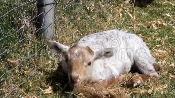 春天可爱的羔羊躺在牧场上视频的预览图