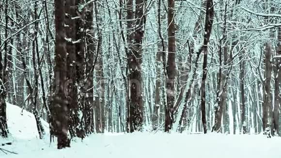 冬天森林里飘落的雪花视频的预览图