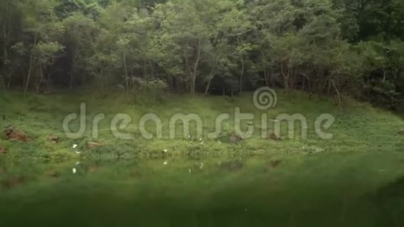 雨林中的河流视频的预览图