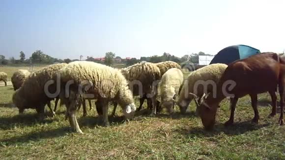 绵羊和山羊农场靠近吃食物和草视频的预览图