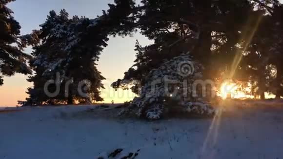 霜天的松树上覆盖着雪奇妙的冬季景观树木之间的阳光在树上视频的预览图