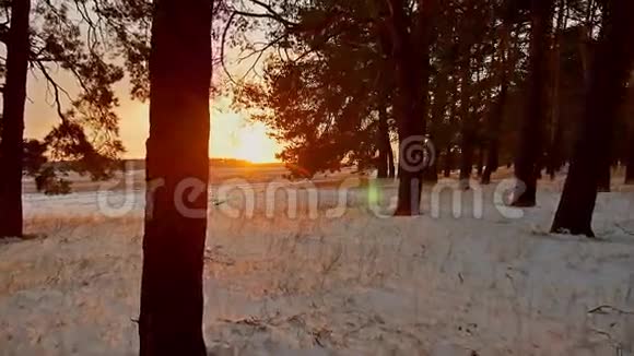 令人惊叹的晚间运动冬季景观圣诞树美丽的冬天日落森林雪太阳眩光视频的预览图
