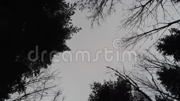 巴伐利亚冬季树梢的鸟瞰图视频的预览图