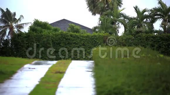 两段录像苏梅岛期间的棕榈树视频的预览图