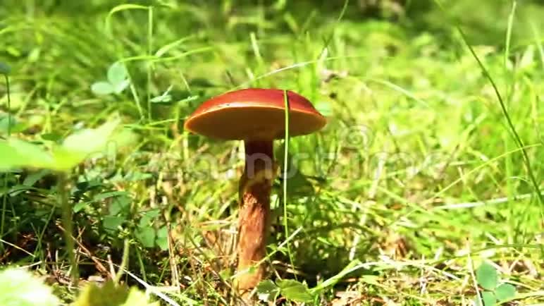 在森林里采蘑菇去找蘑菇西伯利亚视频的预览图