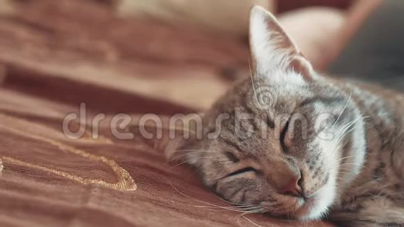 睡眠条纹猫猫完美的梦想生活方式猫睡在毯子里选择性专注猫睡觉视频的预览图