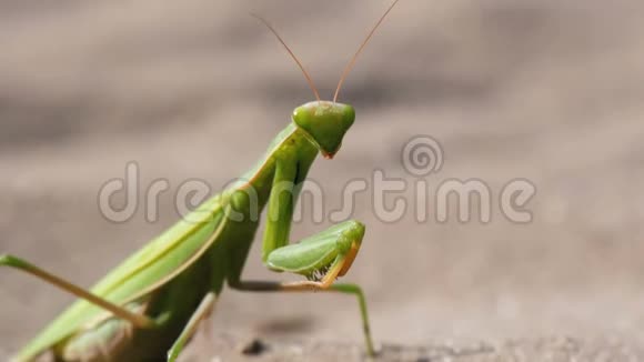 昆虫绿螳螂在沙地上的位置视频的预览图