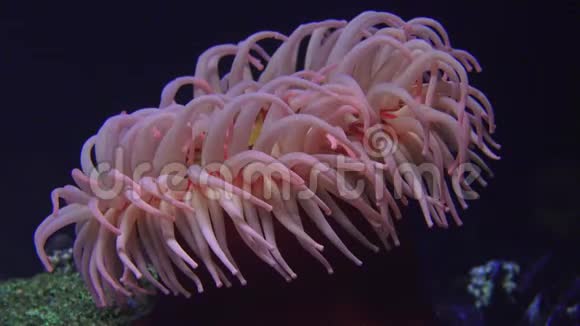 海洋生物海底视频的预览图