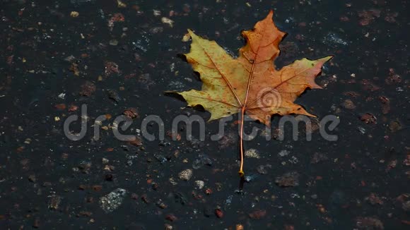 秋叶雨沥青城视频的预览图
