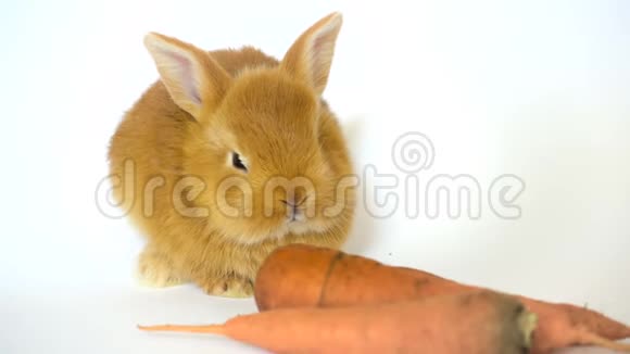 红兔和胡萝卜坐在白色背景上视频的预览图