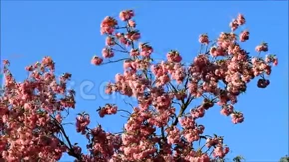 日本樱花盛开视频的预览图