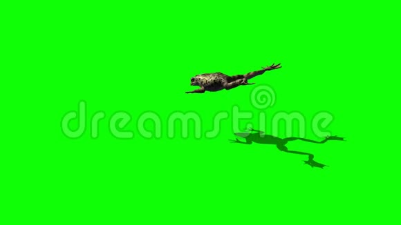 青蛙跳跃3种不同的视图绿色屏幕视频的预览图