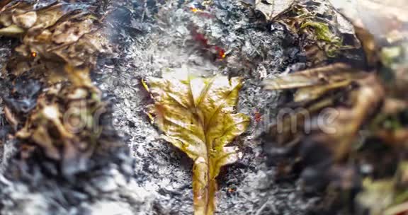 秋天在一大堆树叶和树枝的灰烬中燃烧的橡树叶的时间推移视频4k4096像素15fps视频的预览图