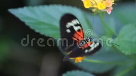 花园里的蝴蝶视频的预览图