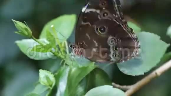 花园里的蝴蝶视频的预览图