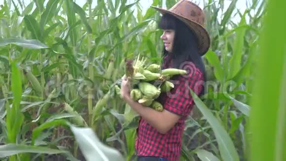 智慧生态收割农业耕作理念农民女孩植物研究员收割玉米芯的生活方式视频的预览图