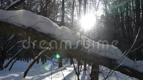 日出时冬天森林里的落叶视频的预览图