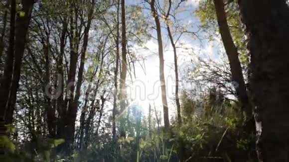 阳光明媚的春天森林视频的预览图