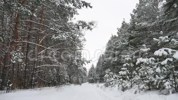 冬季松径圣诞树大自然森林野生动物冬季景观美丽的雪是视频的预览图