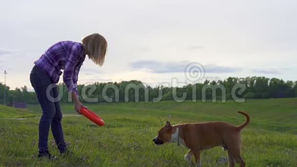 下面的动作年轻的女孩玩狗品种美国斯塔福德郡猎犬视频的预览图