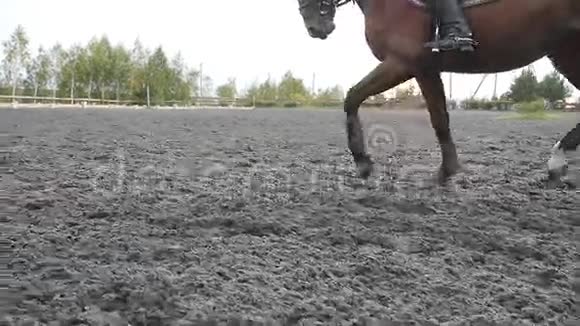 跟随马踏在沙滩上奔跑在潮湿泥泞的地面上疾驰的种马腿慢慢视频的预览图