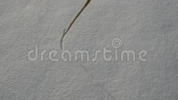 在清新的冬雪上写单词视频的预览图