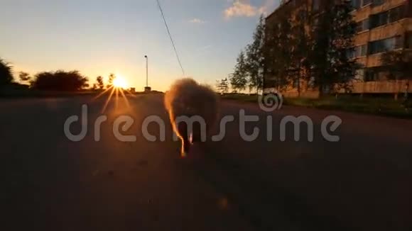 波美拉尼亚狗用皮带走路视频的预览图