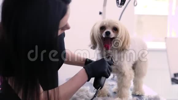宠物美容沙龙中的狗用修剪器剪发视频的预览图
