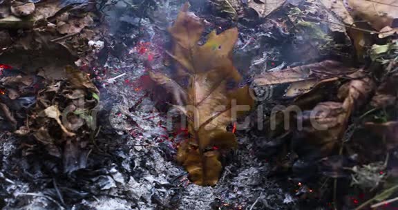 秋天在一大堆树叶和树枝的灰烬中燃烧的橡树叶的时间推移视频4k4096像素15fps视频的预览图