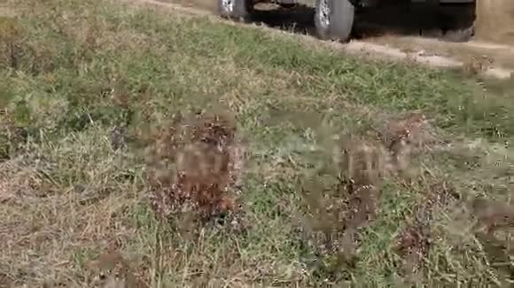 在草地和泥泞中无法辨认的汽车后面的路视频的预览图
