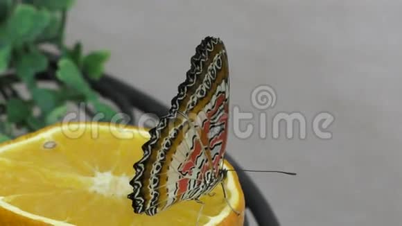 蝴蝶吃早餐橙汁视频的预览图