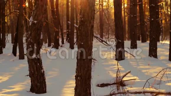 冬天日落时的森林视频的预览图
