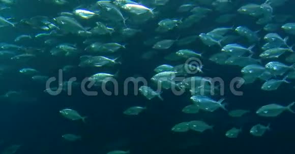 大型水族馆中的深海鱼视频的预览图