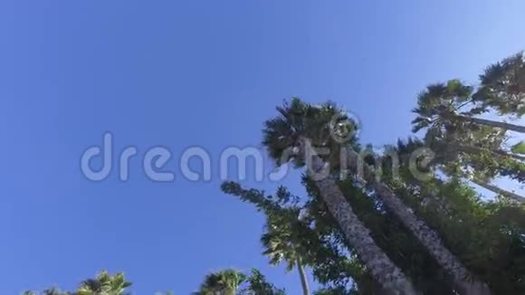 摄像机在公园树木中的平稳移动视频的预览图