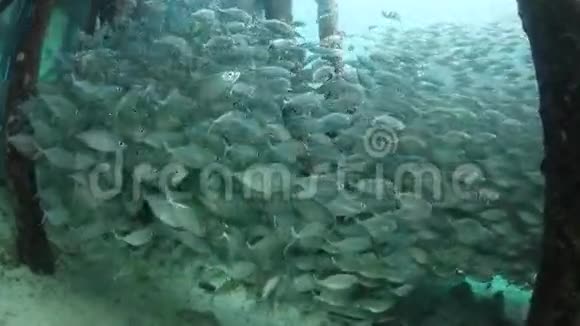 RajaAmpat大型渔业学校视频的预览图
