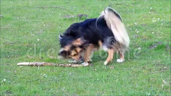 狗在草地上玩木棍视频的预览图