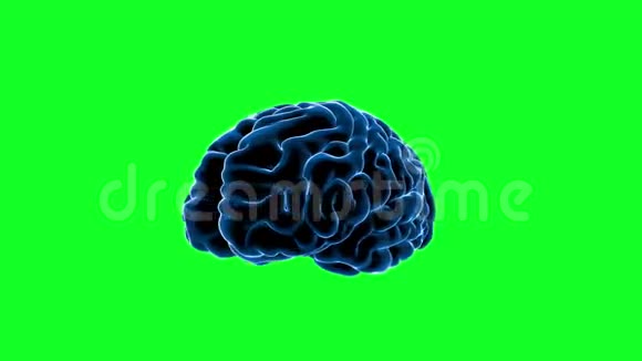 大脑冲动神经元系统人体解剖学传输脉冲和生成信息绿色屏幕视频的预览图